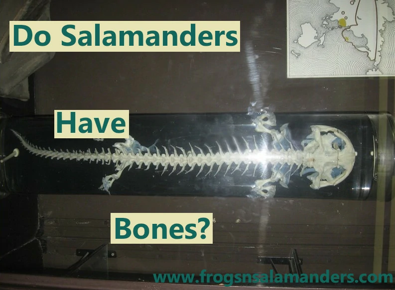 Do Salamanders Have Bones?