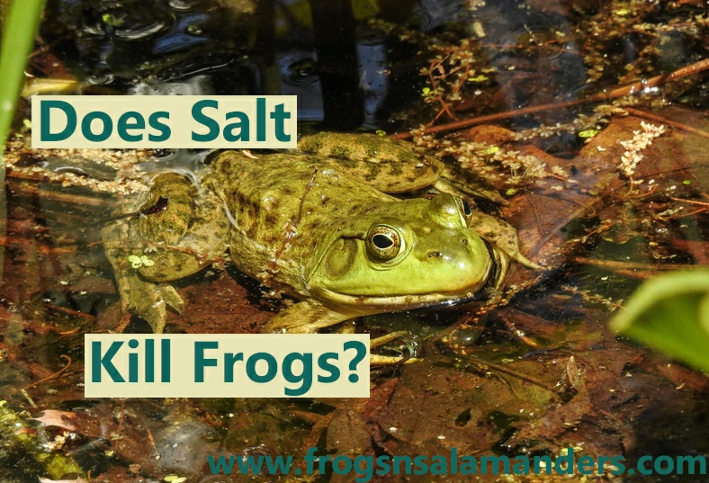 Does salt kill frogs?