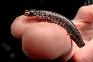 Four toed salamander with a lost tail