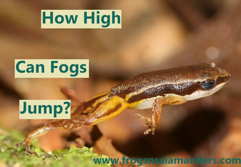 How High Can Frogs Jump?