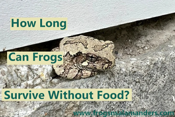 How Long Can Frogs Survive Without Food?