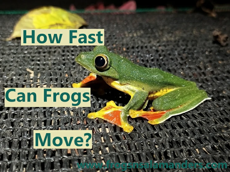 How fast can frogs move?