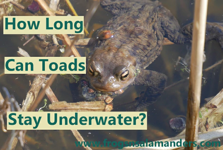 How long can toads stay underwater?