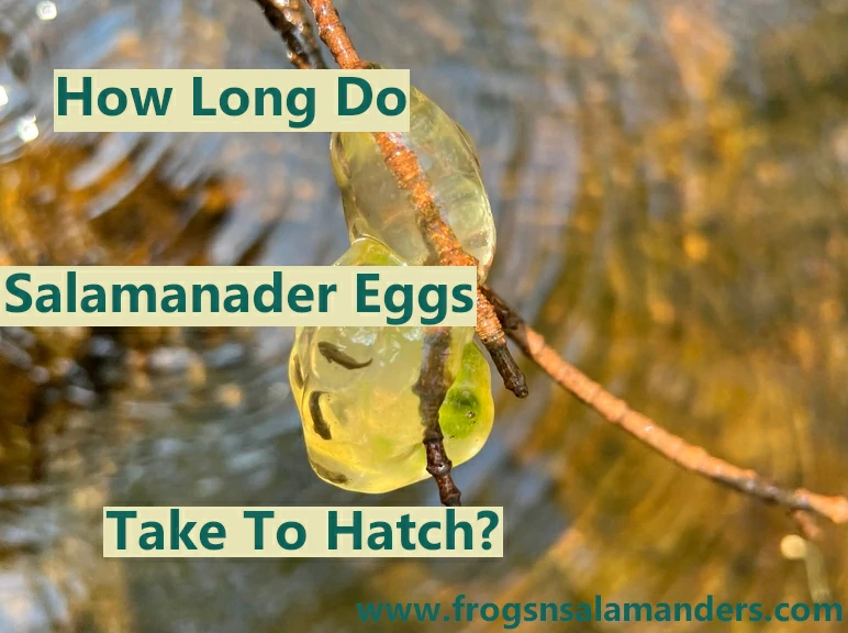 How long do salamander eggs take to hatch?