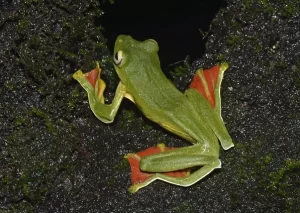 Malabar Gliding Frog Rhacophorus malabaricus)