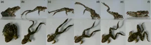 Sequence of Dybowski's frog (Rana dybowskii) jumping.