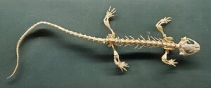 Stream salamander (Batrachuperus pinchonii) skeleton