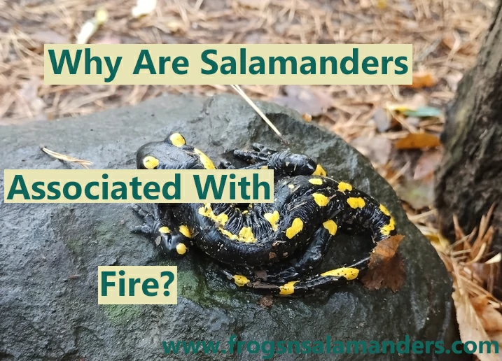 Why are salamanders associated with fire?