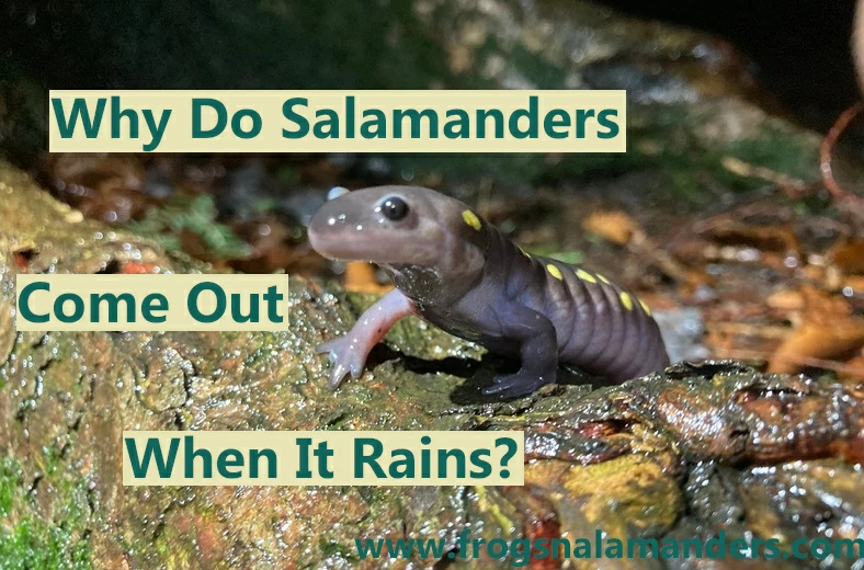 Why do salamanders and newts come out when it rains?