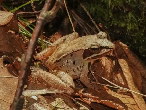 Wood frogs can survive up to 8 months per year without food