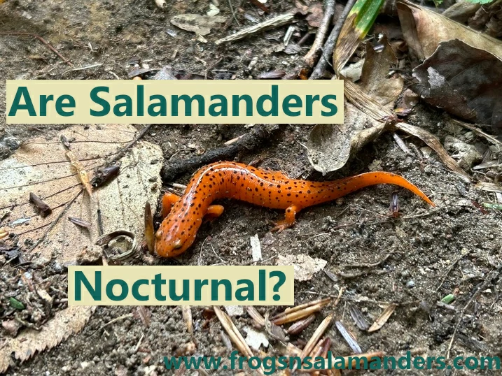 Are salamanders nocturnal?