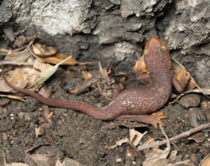 California Newts are Diurnal