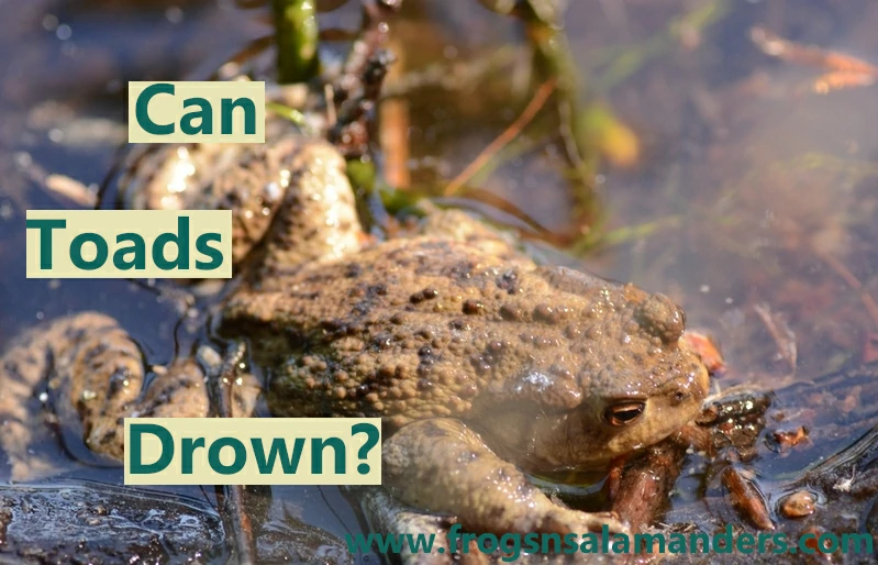 Can toads drown?