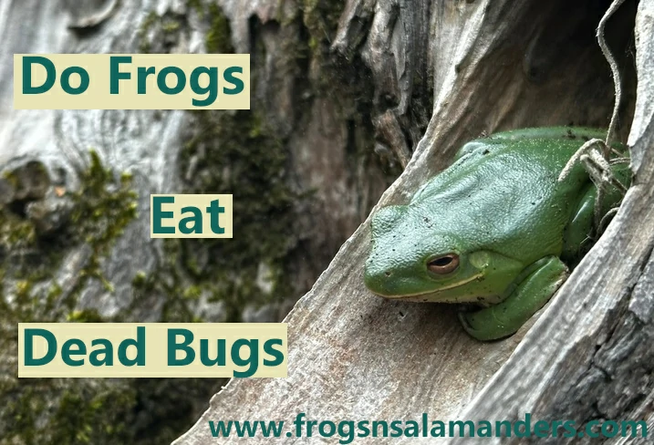 Do frogs eat dead bugs?