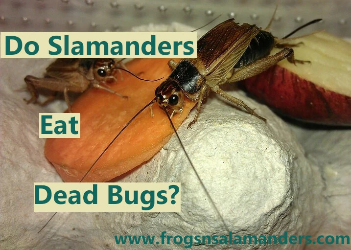 Do salamanders eat dead bugs?