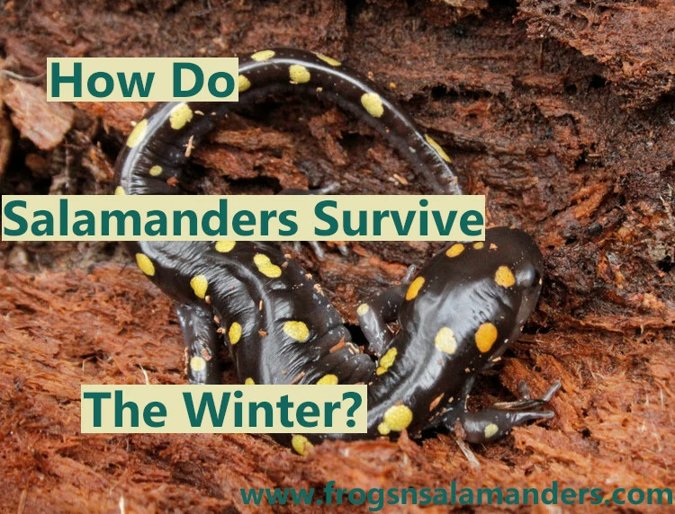 How do salamanders survive the winter?