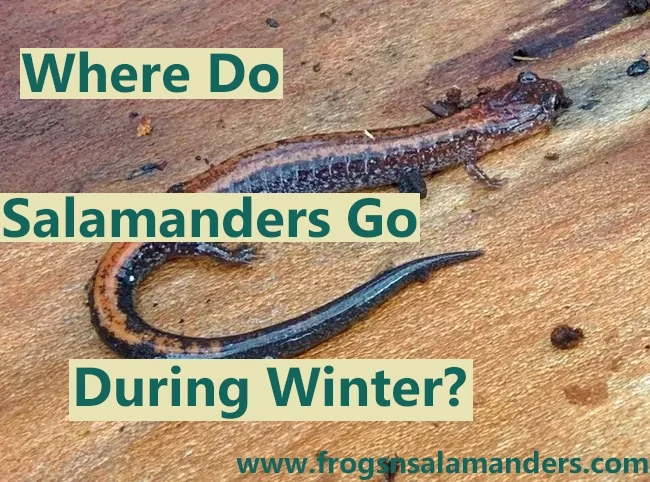 Where do salamanders go during the winter?