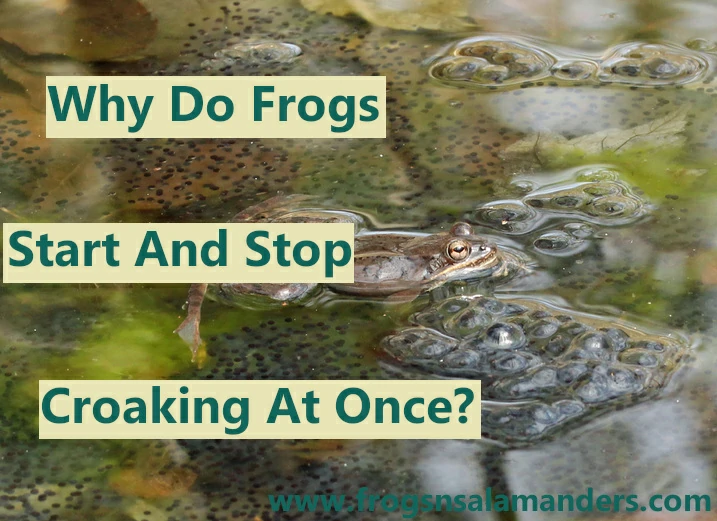 Why do frog start and stop croaking at the same time?