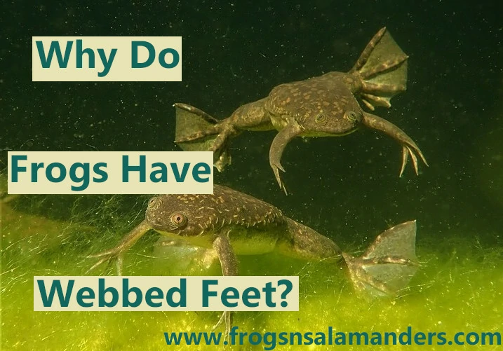 Why do frogs have webbed feet?