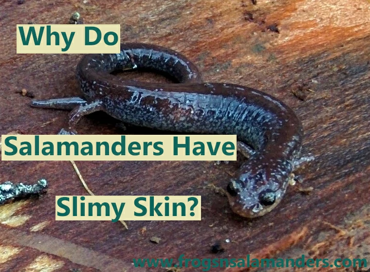 Why do salamanders have slimy skin?