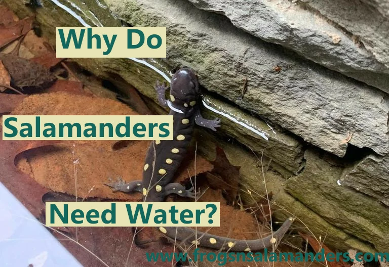 Why do salamanders need water?