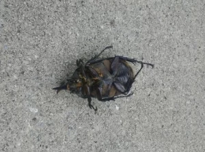 A dead beetle rolled onto its back