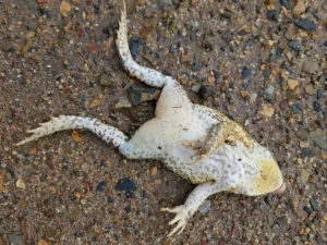 A dead cane toad lying on its back