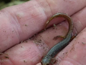 Four-toed-salamander