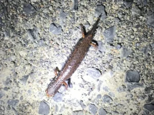 Four-toed-salamander-with-partially-regrown-tail