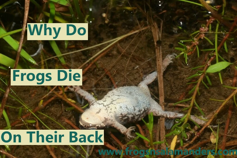 Why do frogs die upside down on their backs?