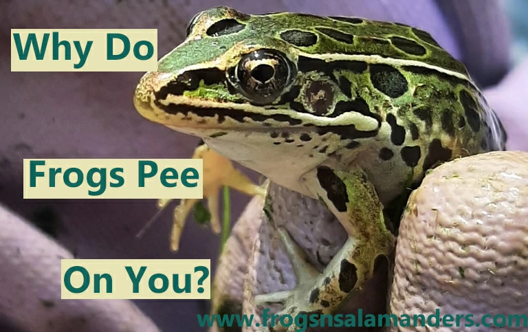 Why do frogs pee on you?