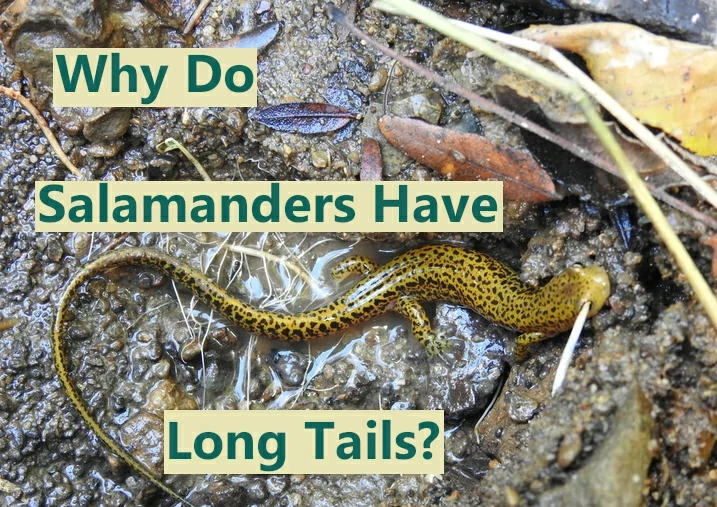 Why do salamanders have long tails?
