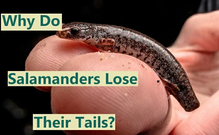 Why do salamanders lose their tails?