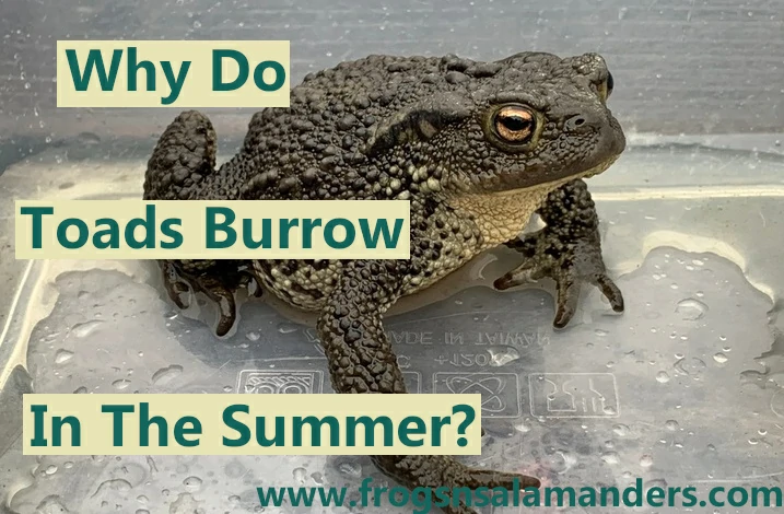 Why do toads burrow in the summer?