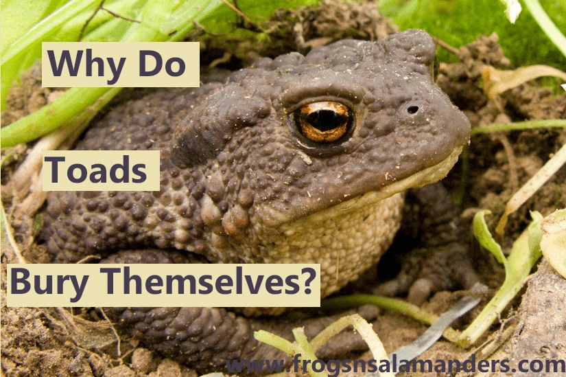 Why do toads bury themselves?