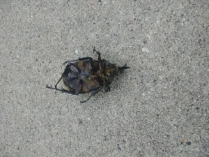 A dead beetle rolled onto its back