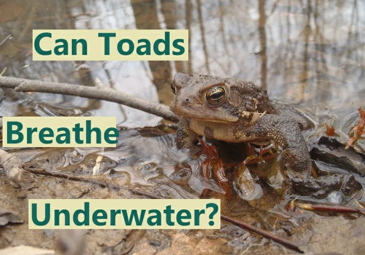 Can-toads-breathe-underwater?