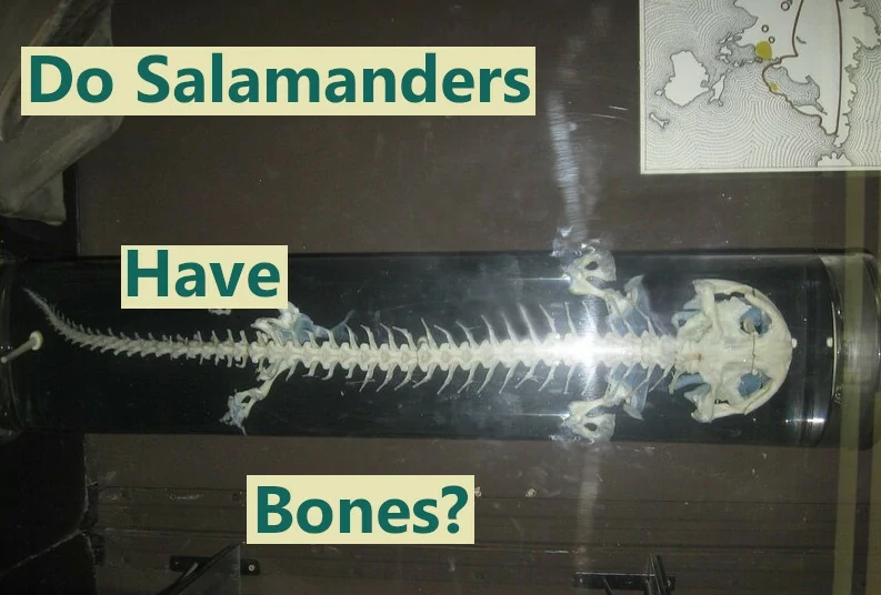 Do-Salamanders-Have-Bones?