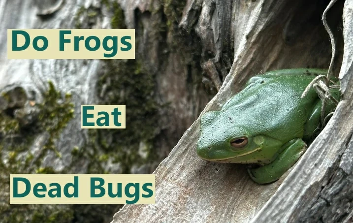 Do frogs eat dead bugs?