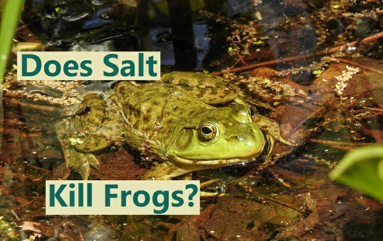 Does salt kill frogs?