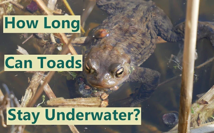 How-long-can-toads-stay-underwater?