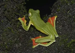 Malabar-Gliding-Frog-Rhacophorus-malabaricus