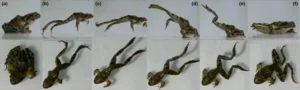 Sequence-of-Dybowskis-frog-Rana-dybowskii-jump