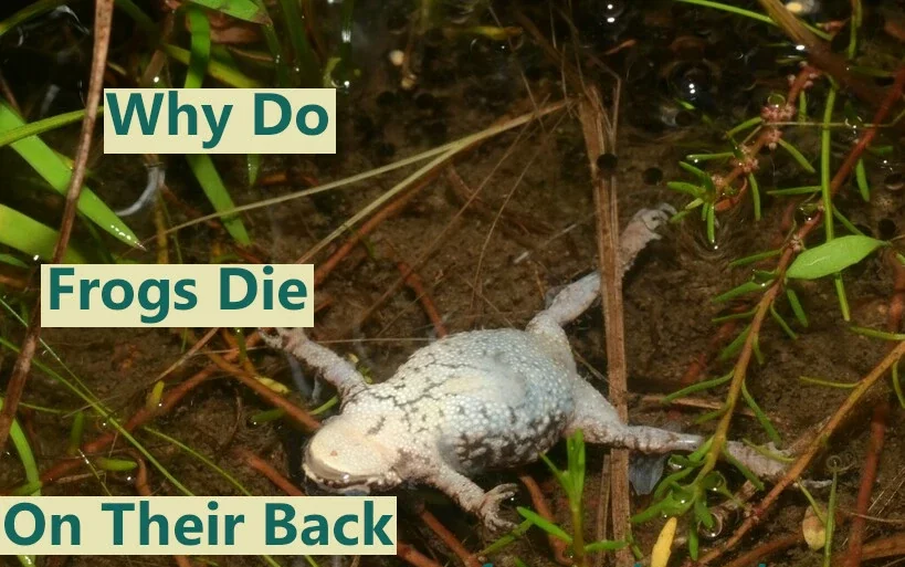 Why do frogs die upside down on their backs?