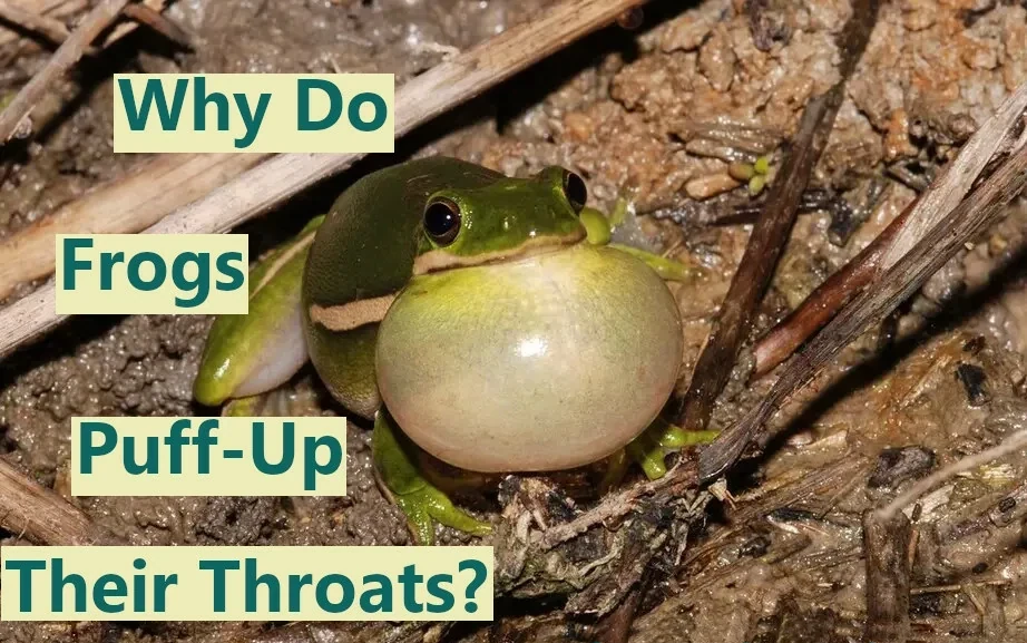 Why do frogs puff up and inflate their throats?