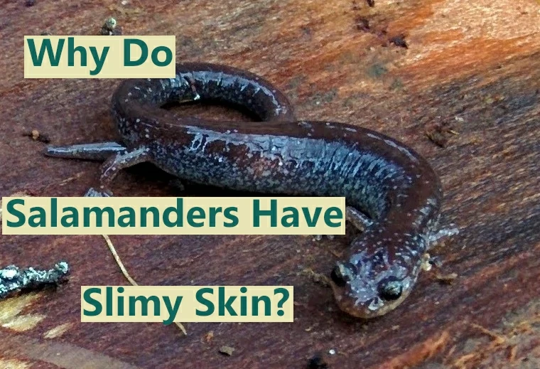 Why do salamanders have slimy skin?