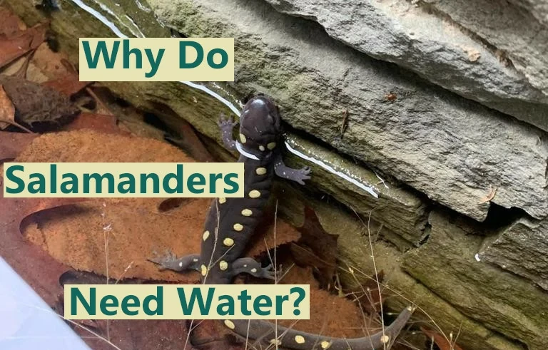 Why do salamanders need water?