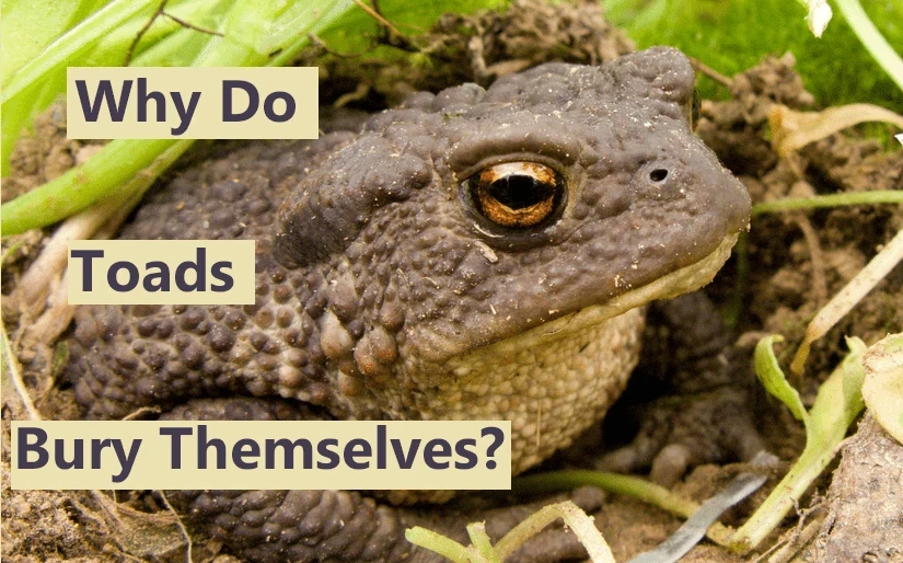 Why do toads bury themselves?